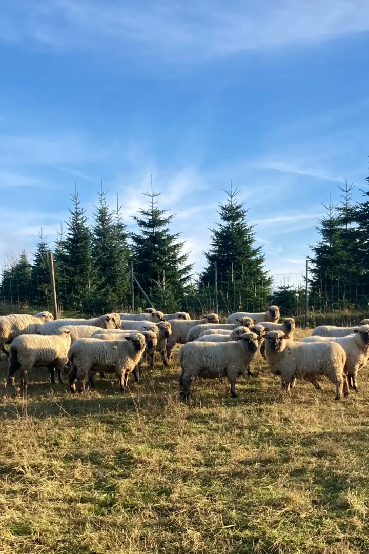 Spyra Rocks Herdenmanager Beitragsbild